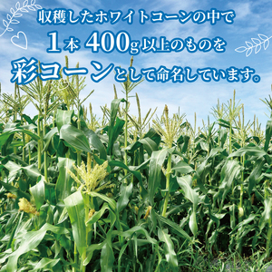 先行予約 白いとうもろこし 彩コーン 約4kg 10本 《2026年6月-7月発送》 ホワイトコーン 【とうもろこし】