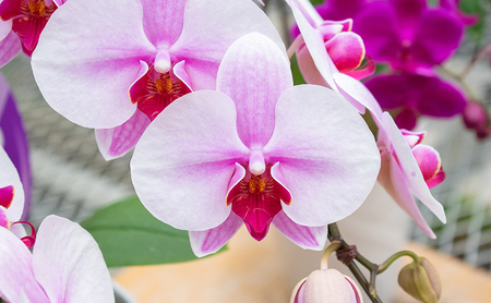 【12月～3月発送分】胡蝶蘭ミディ　2本 【北海道・東北地方配送不可】 花 プレゼント 