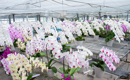 【12月～3月発送分】胡蝶蘭ミディ　2本 【北海道・東北地方配送不可】 花 プレゼント 