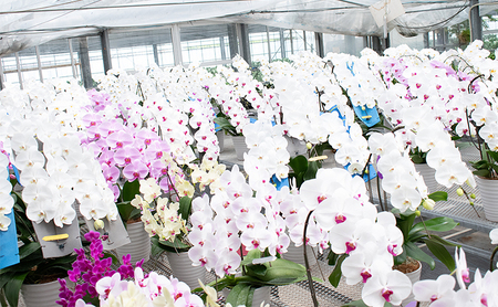 【12月～3月発送分】胡蝶蘭ミディ　2本 【北海道・東北地方配送不可】 花 プレゼント 