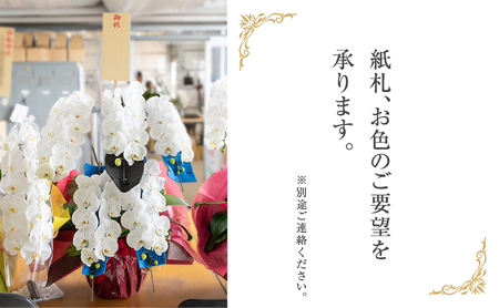 【12月～3月発送分】胡蝶蘭大輪　ロング　3本 【北海道・東北地方配送不可】 プレゼント 