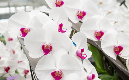 【12月～3月発送分】胡蝶蘭大輪　ロング　3本 【北海道・東北地方配送不可】 プレゼント 