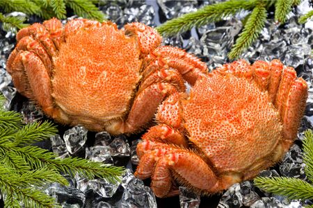 網走産 毛ガニ 440g×2尾 【 ふるさと納税 人気 おすすめ ランキング 毛蟹 毛ガニ 毛がに 浜茹で まるごと 2尾 かに味噌 北海道 網走市 送料無料 】 ABE091