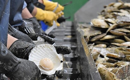 【先行予約】冷凍生剥きほたて 1kg（500g×2） 【 ふるさと納税 人気 おすすめ ランキング ホタテ ほたて ホタテ 剥き 生剥き 帆立 貝柱 貝ひも 北海道産 天然 冷凍 貝類 ギフト 贈答 贈り物 自宅用 家庭用 オホーツク 北海道 網走市 送料無料 】 ABAE009