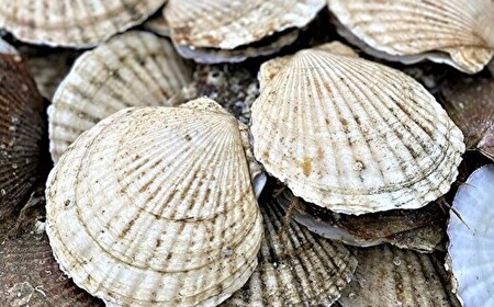 【先行予約】北海道網走産天然活ホタテ貝 4kg前後（令和7年7月より順次発送）| 活ホタテ 活きほたて ホタテ ほたて 帆立 活ほたて 北海道 網走市 ABAE017