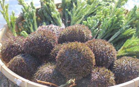 北海道網走市が誇る 蝦夷ばふん雲丹 ABJ021