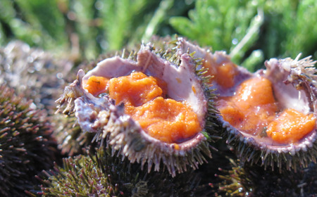 北海道網走市が誇る 蝦夷ばふん雲丹 ABJ021