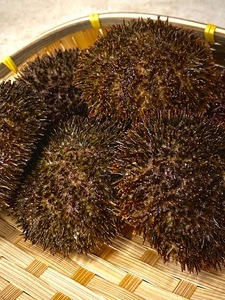 先行予約】網走産 生エゾばふんうに 冷蔵100g×2折（2024年3月から7月の