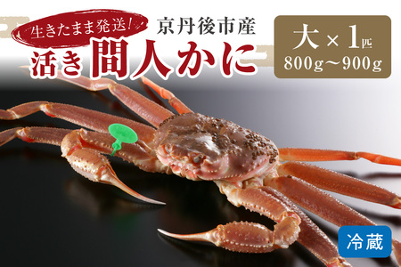 かに卸し問屋がお届け・浜競り厳選！幻の活間人ガニ 800ｇ～900ｇ 大サイズ（1月～3月発送）／北畿水産 かに