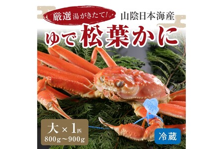 1～3月発送】厳選湯がきたて！山陰日本海産ゆで松葉かに 800g～900g大