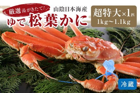 かに卸問屋がお届け・自社釜ゆで！山陰沖ゆで松葉がに 1ｋｇ～1.1ｋｇ 超特大サイズ（1月～3月発送）／北畿水産 かに