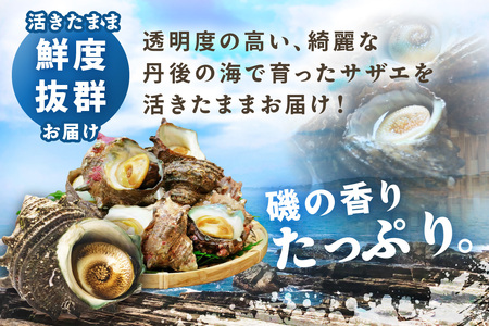 最高鮮度の生きたまま発送!日本海荒波育ち京丹後産さざえ2kg/北畿水産
