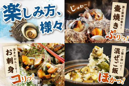 最高鮮度の生きたまま発送!日本海荒波育ち京丹後産さざえ2kg/北畿水産