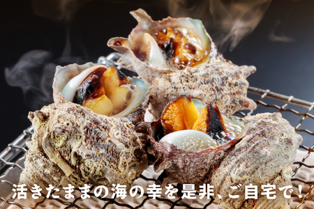 最高鮮度の生きたまま発送!日本海荒波育ち京丹後産さざえ2kg/北畿水産