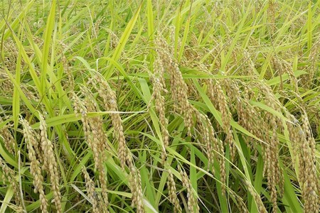 かに殻肥料で造る　特別栽培　丹後コシヒカリ 2kg