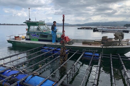 【先行予約】京都・京丹後産　鮮度抜群！濃厚肉厚岩牡蠣（生食用）約5kg（約10個）（殻付き・かんかん入り・冷蔵・ナイフ付き）