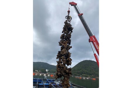【先行予約】京都・京丹後産　鮮度抜群！濃厚肉厚岩牡蠣（生食用）約5kg（約10個）（殻付き・かんかん入り・冷蔵・ナイフ付き）