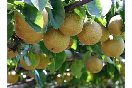 【先行予約／数量限定50】京都丹後産 新興梨 5kg（2026年10月下旬～発送） | 梨