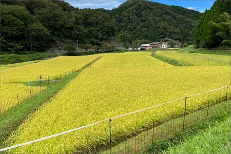 令和7年産 京丹後・野間産　田渕さんちのおいしいお米 個包装 2合×6袋入