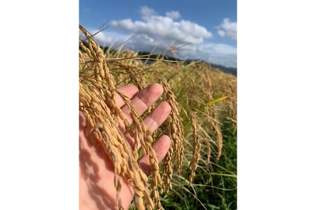 【先行予約】令和8年産 丹後こしひかり 白米5kg 【特別栽培米】新米