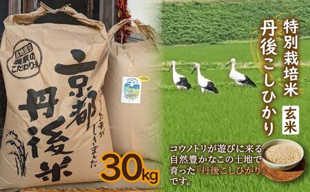 玄米【送料無料 一等検査 玄米】 令和5年産 京都 丹後 米 コシヒカリ 30kg