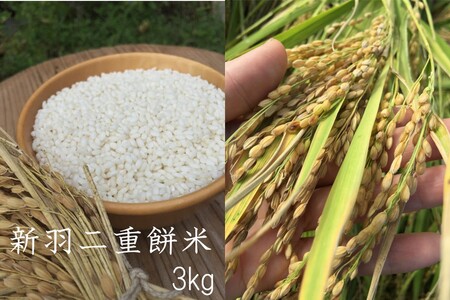 【先行予約】新米【特別栽培米】令和6年産　新羽二重餅米　3kg