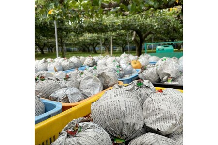 【先行予約／数量限定100】新興梨　5kg（2026年10月中旬～発送）