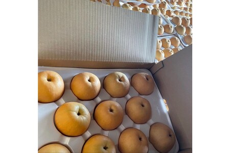 【先行予約／数量限定100】新興梨　5kg（2026年10月中旬～発送）