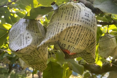 【先行予約／数量限定100】新興梨　5kg（2026年10月中旬～発送）