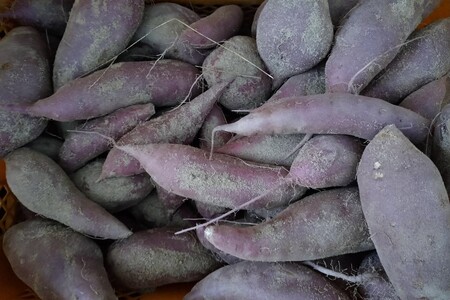 【先行予約】京都京丹後産さつまいも 訳あり 土付き 金時芋 5kg（2025年11月中旬～発送）