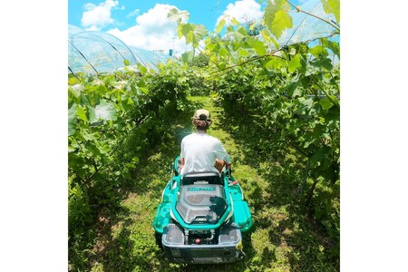 【先行予約】樹上完熟 二十世紀梨5kg|2026年8月下旬から発送 梨