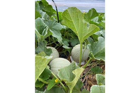 【先行予約】幻のメロン 新芳露 1玉（2026年7月下旬～発送）