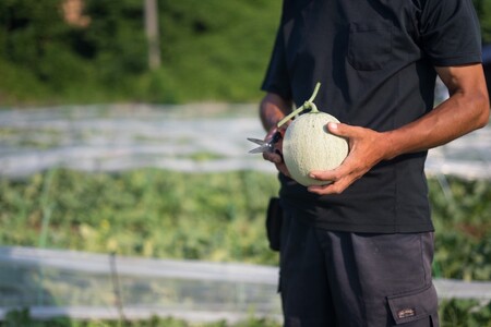 【先行予約】幻のメロン 新芳露 2玉（2026年7月下旬～発送）