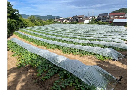 【先行予約】幻のメロン 新芳露 2玉（2026年7月下旬～発送）