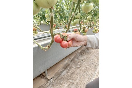 京トマト 2kg 春夏発送【トマト】