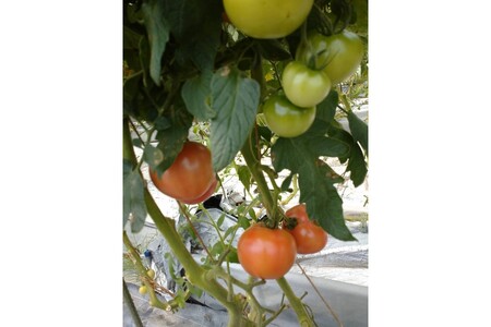 京トマト 4kg 春夏発送【トマト】