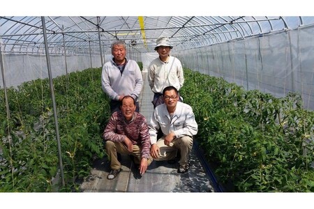 京トマト 4kg 春夏発送【トマト】