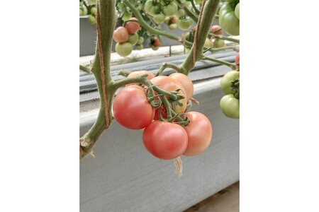 京トマト 4kg 春夏発送【トマト】