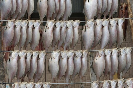 【店主一押し!絶品干物!高リピート!】エテカレイ一夜干し 大サイズ(夕食サイズ)10枚