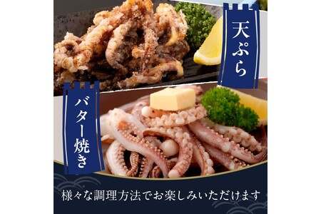 【先行予約】京丹後産『海の京都』の逸品！！　活白イカ姿造り（クリスタル白いか）超特大サイズ 1杯（500g前後）（2026年6月上旬～発送）