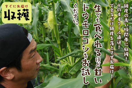 【先行予約】 生食も!高糖度!もぎたて! フルーツトウモロコシ「イエローコーン」(2026年6月下旬~発送)