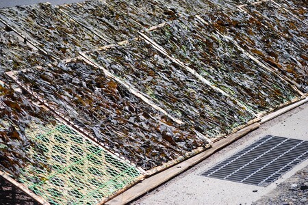 【わかめ】天然間人わかめ 20g×5袋