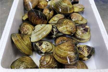 【はまぐり】畜養活蛤 1kg ハマグリ