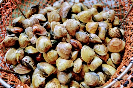 【はまぐり】畜養活蛤 2kg ハマグリ