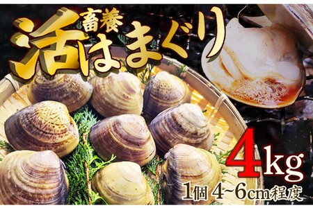 【はまぐり】畜養活蛤 4kg ハマグリ 9,000円