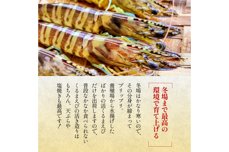 丹後の活きくるまえび 500g(15~25尾) えび