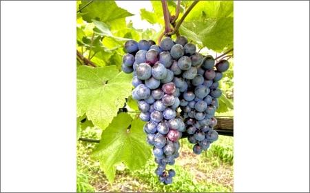 京丹後産ぶどうを醸造した甘口の赤ワイン　定期便（隔月×3回）