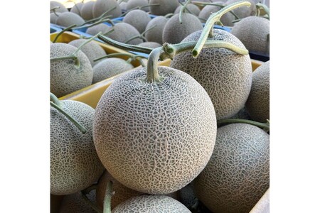 【先行予約／数量限定15】カスタネットメロン1玉(2026年7月中旬～発送)