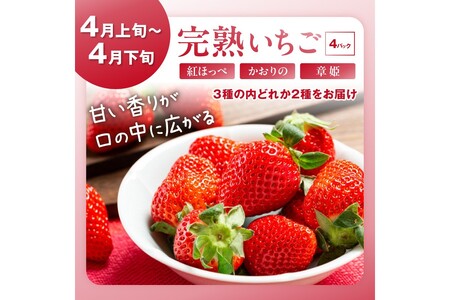 【先行予約/フルーツ定期便4回】旬の果物厳選!京丹後フルーツ王国セット(完熟イチゴ・メロン・シャインマスカット・二十世紀梨)(2026年4月上旬~発送)