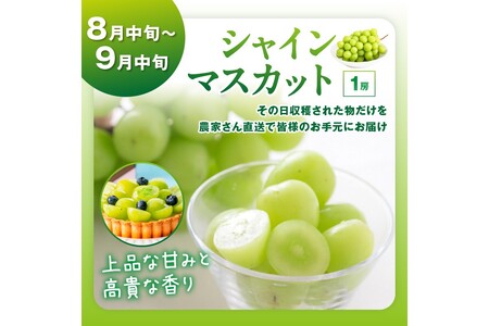 【先行予約/フルーツ定期便4回】旬の果物厳選!京丹後フルーツ王国セット(完熟イチゴ・メロン・シャインマスカット・二十世紀梨)(2026年4月上旬~発送)